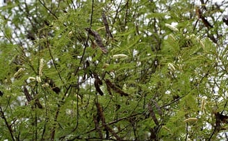 Acacia catechu tree