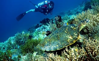 Mergulhador diante de uma bela tarataruga marinha em Bali -Indonésia