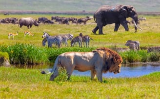 Wildlife Destinations
