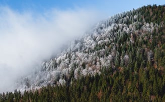 Un souffle semble avoir glacé une partie seulement de la forêt près du lac Luitel (Belledone)