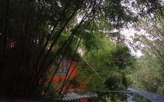 Bamboo Planet