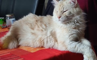 male maine coon