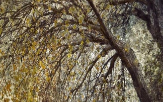 Martin Osner’s art tree photography collection featuring textured, layered autumn leaves and an arched tree.