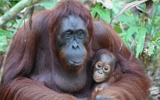 Mamãe orangotango, com seu filhote em floresta da Indonésia - Ameaça de extinção | Foto: Unsplash