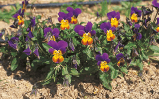 Viola tricolor - herbe de la trinité cultivée