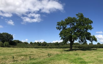 A lone tree in a field with a blue sky and clouds