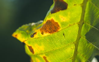 Bacterial leaf spot