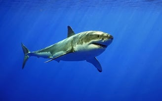 requin blanc