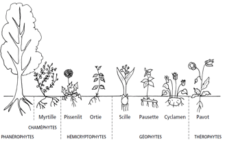 Types de plantes en période de végétation