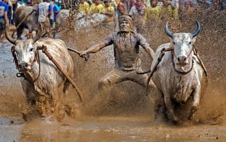 Festival Pacu Jawi em Sumatra - Indonésia