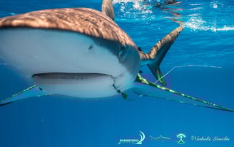 Requin peau bleu avec hamecon dans la bouche