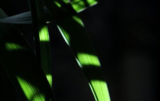 Dappled sunlight hitting plant leaves