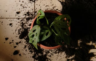 Monstera adansonii in pot with soil spilled
