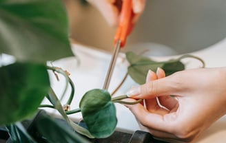 pruning houseplant with scissors