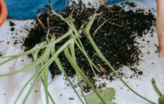 Monstera being repotted