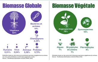 PESTICIDES BIODIVERSITÉ EXTINCTION MASSE INFOGRAPHIES