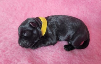 Bébé Schnauzer élevage des Diamants Noirs d'Also