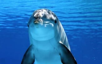 Dolphin Tours AMI