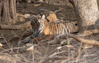a Bengal tiger cub sitting in the shade of a tree.