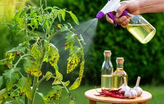 Veja como eliminar pragas sem agrotóxicos. Soluções práticas e imediatas para salvar suas plantas