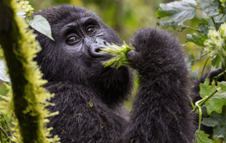 Gorila de montaña en Uganda