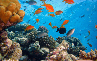 Arrecife de coral