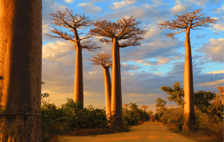 Baobabs en Madagascar