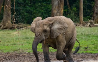 Bebé elefante en el Parque Nacional Dzanga-Sangha, República Centroafricana