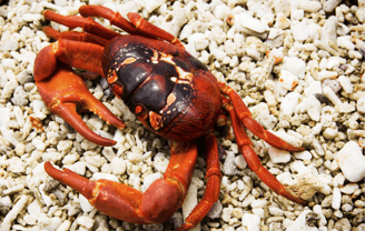 Cangrejo rojo en Isla de Navidad