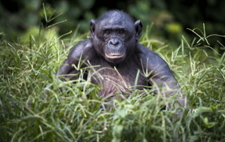 Chimpancé en la República Democrática del Congo