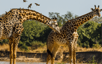 Jirafas en el Parque Nacional South Luangwa, Zambia