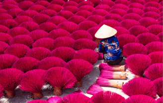 Mujer vietnamita recolectando palos de incienso
