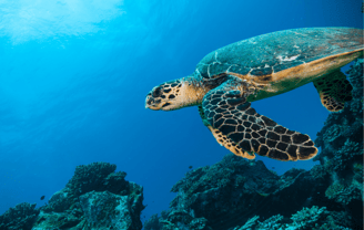 Tortuga marina en el Océano Índico