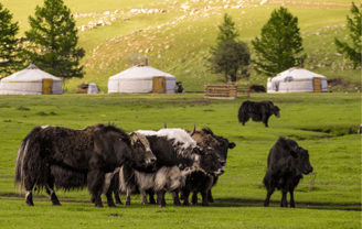 Yak en Mongolia