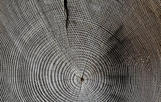 Cernes annuels de croissance témoignant de l'accumulation de carbone dans la biomasse de l'arbre