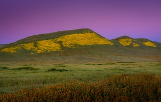 Wildflower bloom in California paints hills yellow. High resolution, gallery-quality prints.