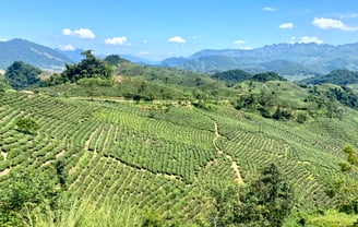 Tea fields