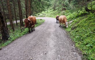 forstweg anklalm ankl alm kuh kühe