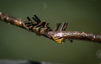 Cased Caddis on the Watauga River