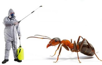 Ant3_24/03/25