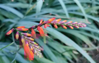 Photo de fleurs