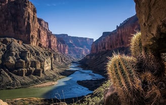 a cactus plant in the middle of a canyon