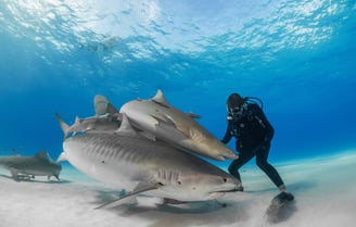 Surina qui touche 2 requins tigres