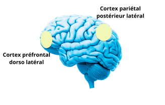 réseau exécutif cérébral