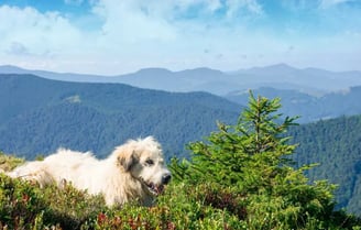 A Kárpáti Pásztorkutya: Az Igazi Hű Barát és Őrző