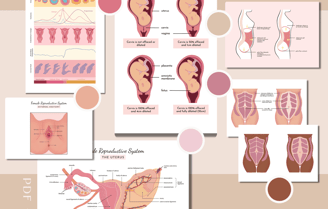 Images diagrams for cervical effacement and dilation, female external genitalia, female reproductive