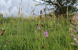 Common spotted orchids in a meadow