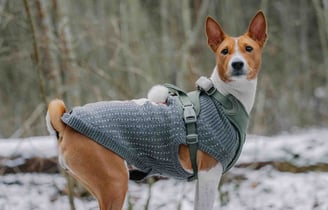 pet clothes patterns
