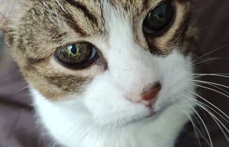 portrait chat