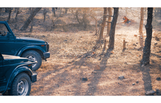 jeep in ranthambore national park